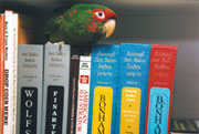 I am Buddy. I am a Mitred Conure parrot.